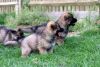 German Shepherd puppies (xxx) xxx-xxx7