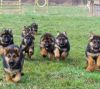 German Shepherd Puppies,text us on (xxx)-xxx-xxxx