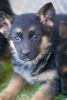 World Class German Shepherd Puppies