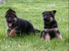 Beautiful German Shepherd Puppies Registered 12 weeks
