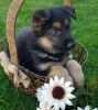 Beautiful High Quality Purebred German Shepherd Puppy