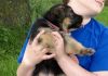 cute german shepherd puppies for adoption...