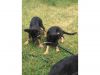 Healthy German Shepherd puppies for cute home
