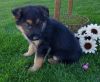 Awesome AKC High Quality Purebred German Shepherd Puppy