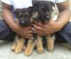 Quality German Shepherd Puppies for Sale