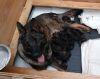 Kc Reg German Shepherd Puppies-ready for sale