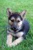 German Shepherd puppies male and female available .