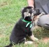 Excellent AKC registered German Shepherd puppies