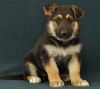 ffectionate German shepherd Puppies available now for sale
