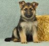 Well Trained German shepherd puppies.Text or Call #(xxx)-xxx-xxxx)