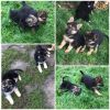 Cute German Shepherd Puppies for sale