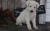 White German Shepherd Puppies For Sale