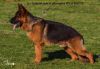 Top Quality German Shepherd Puppies Coming Soon