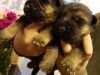 Gorgeous German Shepherd Puppies for sale