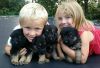 German shepherd puppies for rehoming