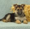 Quality German Shepherd puppies for adoption