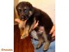 Just In Time For Christmas AKC German Shepherd Puppies