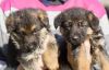 Adorable male and female German Shepherd available