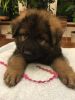 GSD 7wk puppies only 2 left. AKC, OFA, Health Tested.
