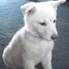 House Trained White German Shepherd puppies