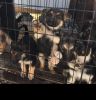 4 AKC registered German Shepherd pups