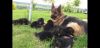 akc registered black german shepherd puppies