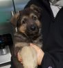 AKC German Shepard Puppy for Sale!