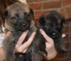 6 Gorgeous German Shepard Puppies