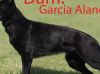 AKC Registered black German shepherd puppies