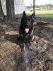 Trained Adult GSD For Sale
