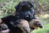 German Shepherd Puppies For Sale in Spokane Washington