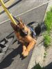 West German Shepherd puppy