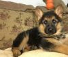 AKC German Shepherd Puppies for Adoption