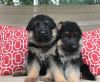 AKC registered German Shepherd Puppies