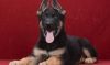 AKC Registered, Black and Tan German Shepherd Puppies