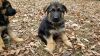 Akc German Shephered Puppies for sale