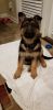 German Shepard Puppy for Sale $800 OBO