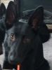 BLACK DDR/Czech AKC German Shepherd Dog Born 8/2018