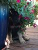 German Shepherd puppies for sale, 9 weeks old - Orlando, Florida