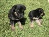 GSD Puppies available after July 1st.