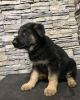 Healthy family raised house trained German Shepherd puppies for sale