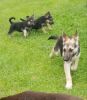 German and Dutch shepherd puppies