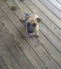 Cute Adorable 4 month old puppy for sale