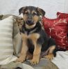 Smart Akc Male& female German Shepherd Dog Puppies For Sale.