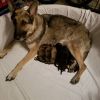 AKC/OFA German Shepherd puppies
