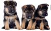 German Shepard Puppies for Sale