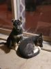 2 female German Shepard/Husky mix puppies for sale