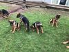 4 German shepherd puppy’s