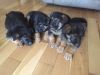 6 premium German Shepherd pups