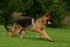 * German Shepherd Large Obedience Trained Dog For Sale *